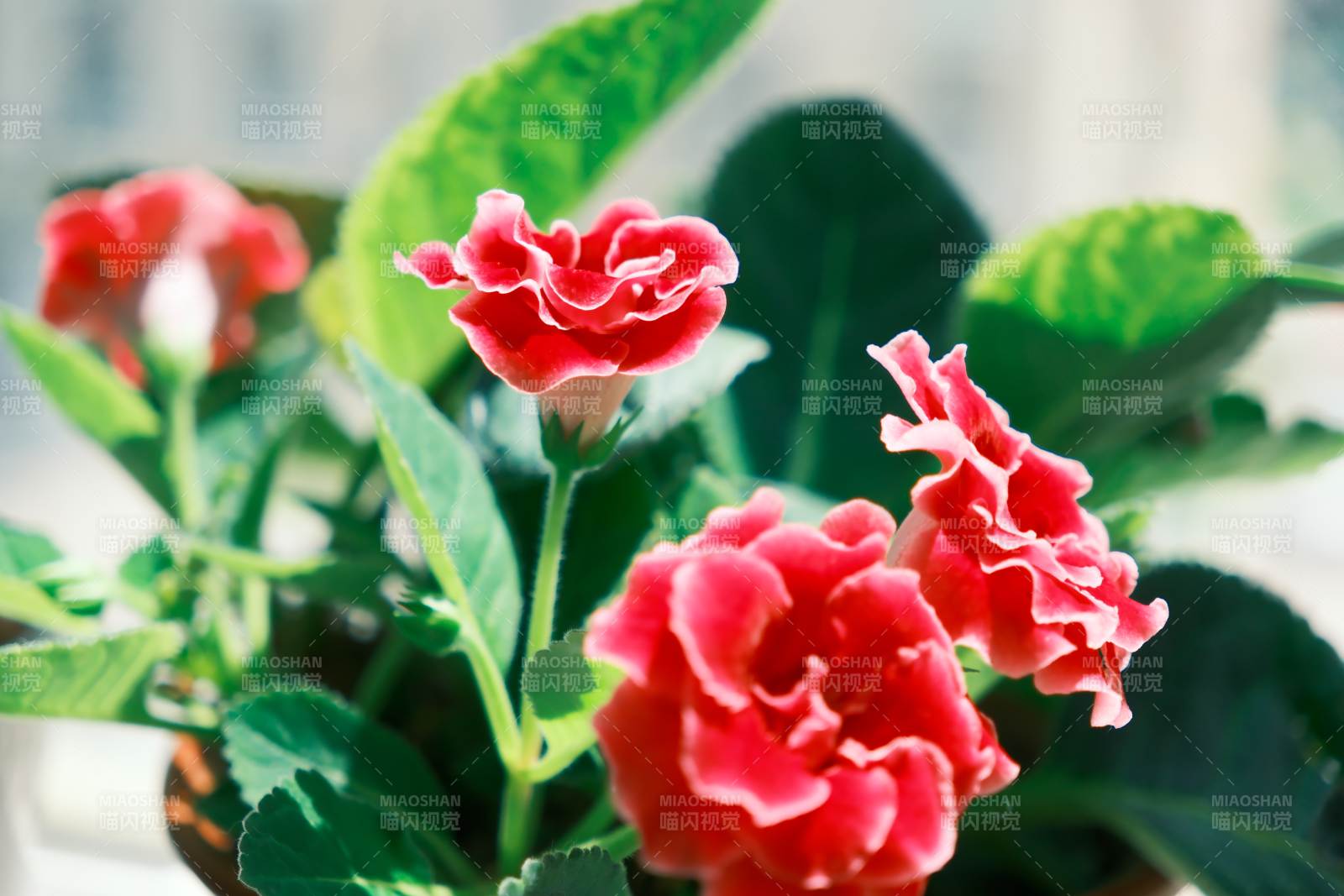 粉色花朵綻放的美麗瞬間