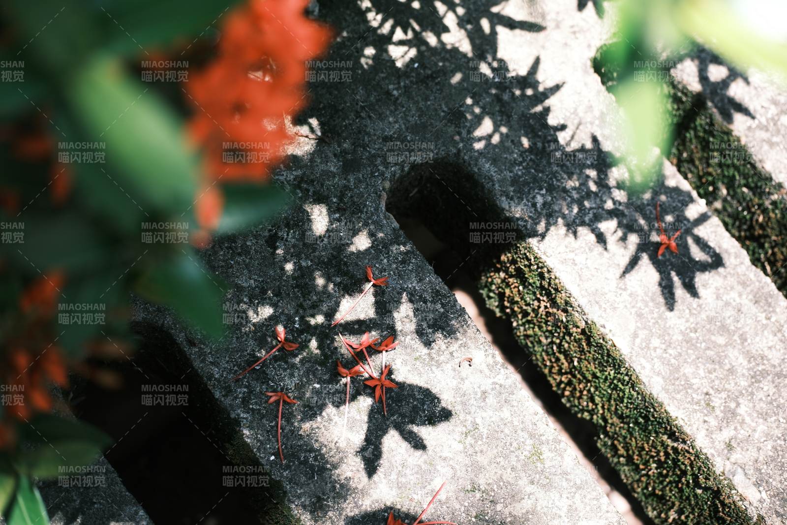光影交錯的花影與石墻