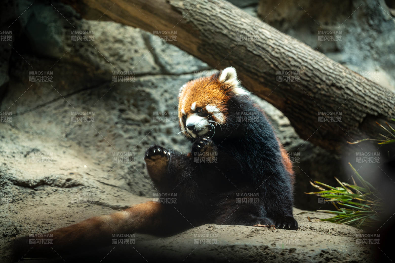 小熊貓悠閑地坐著