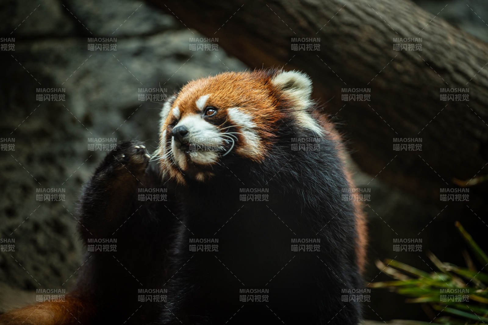 小熊貓的悠閑時光