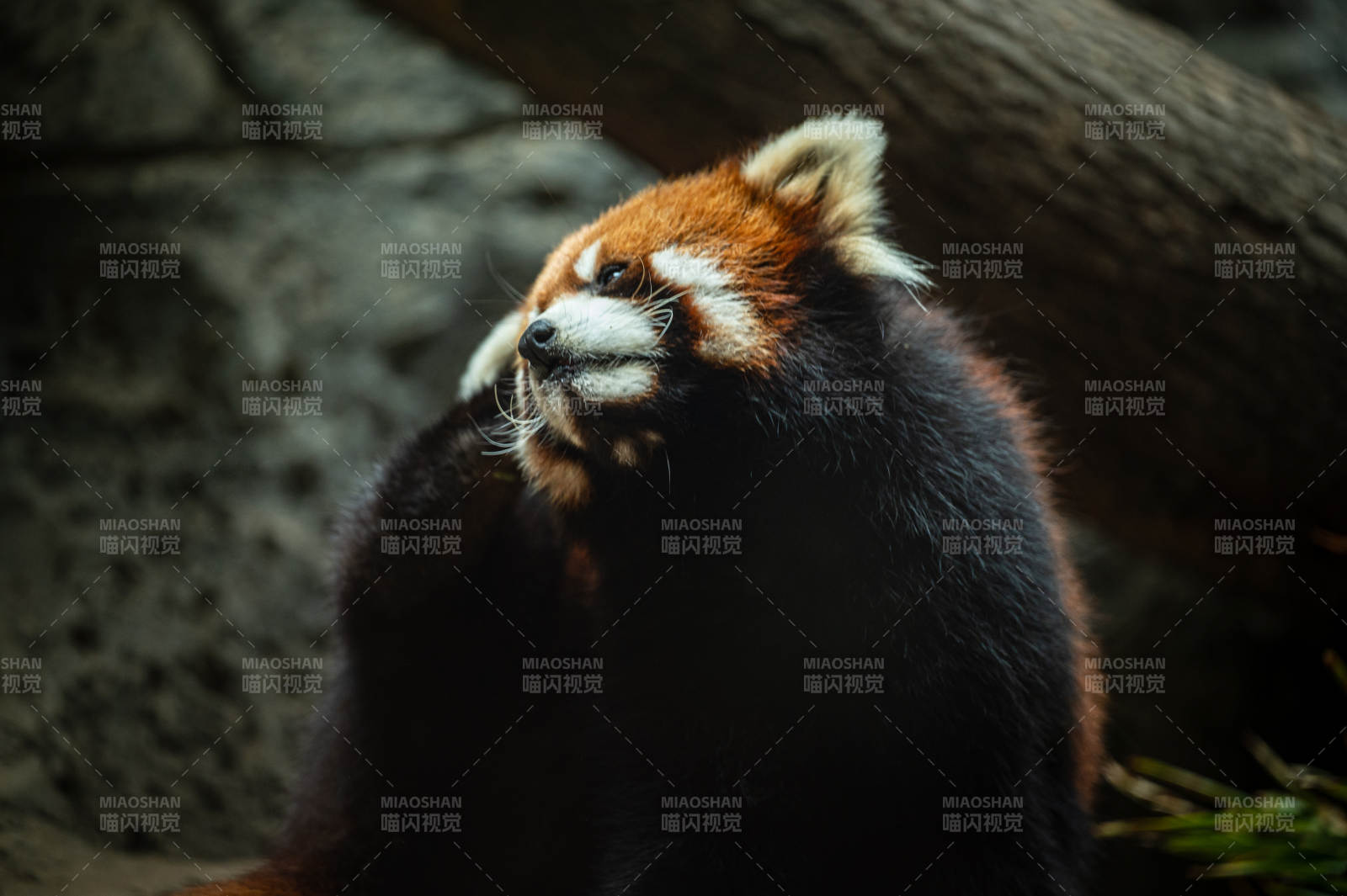 小熊貓的悠閑時光