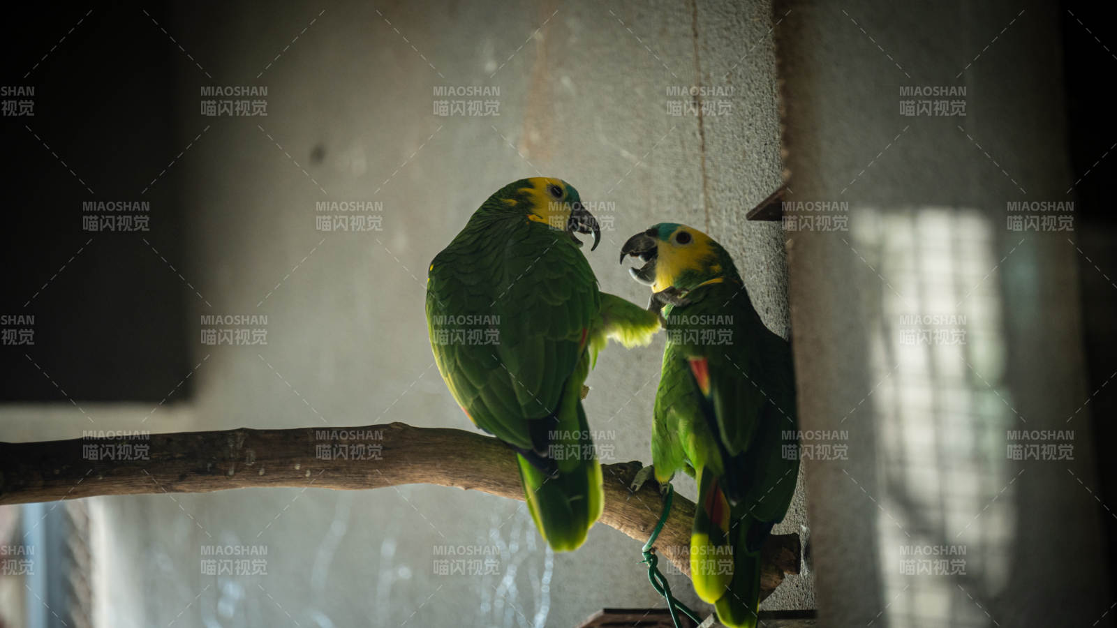 兩只鸚鵡在枝頭互動