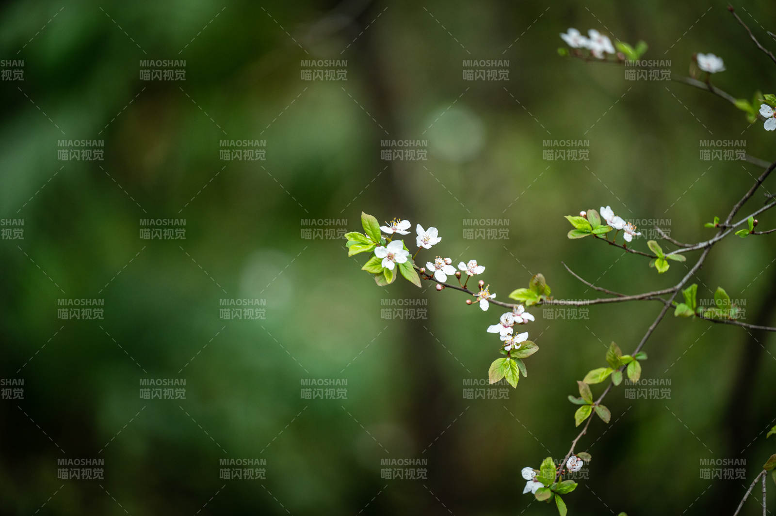 春日枝頭綻放的花朵