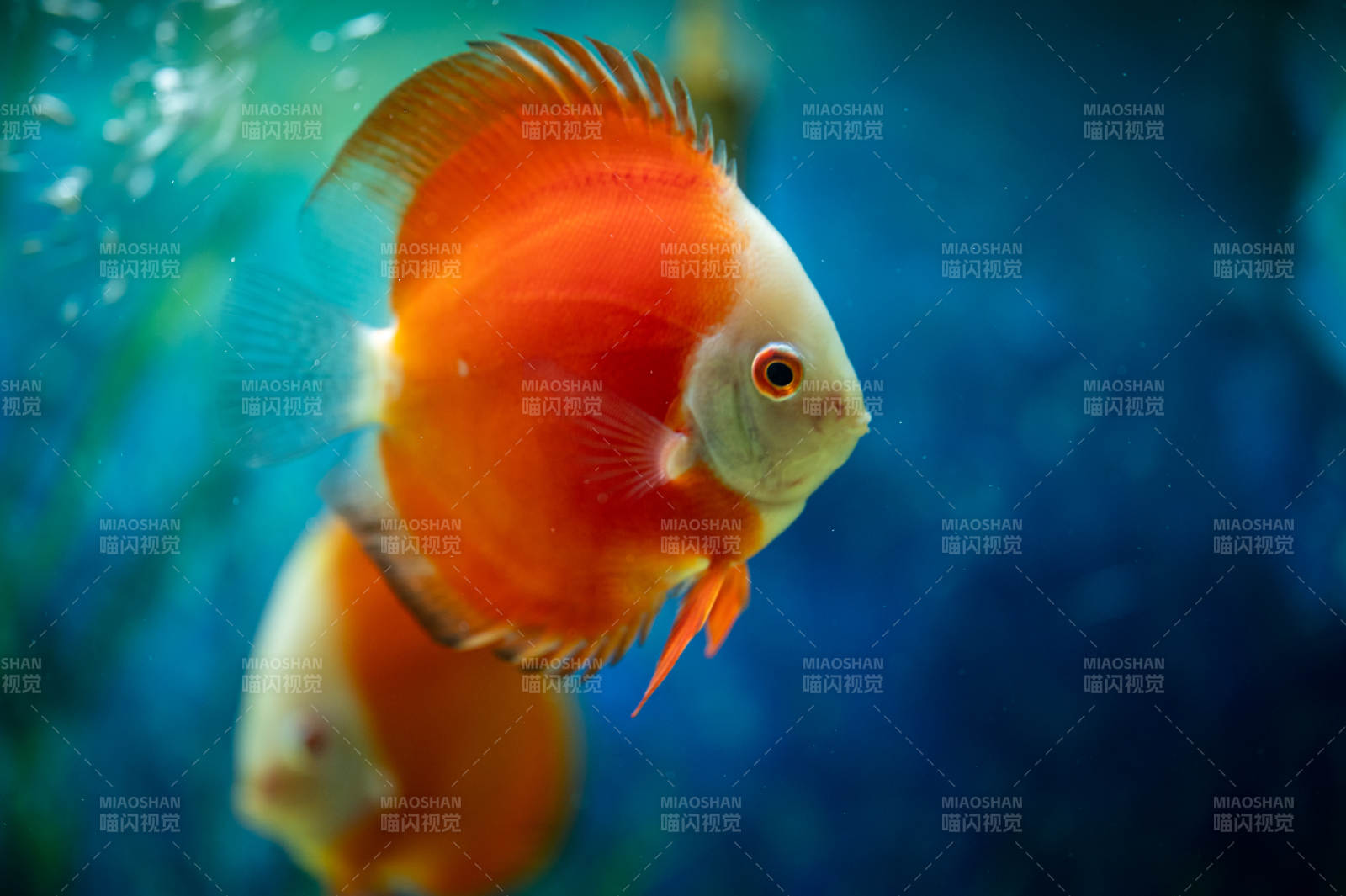 橙色神仙魚水中游弋
