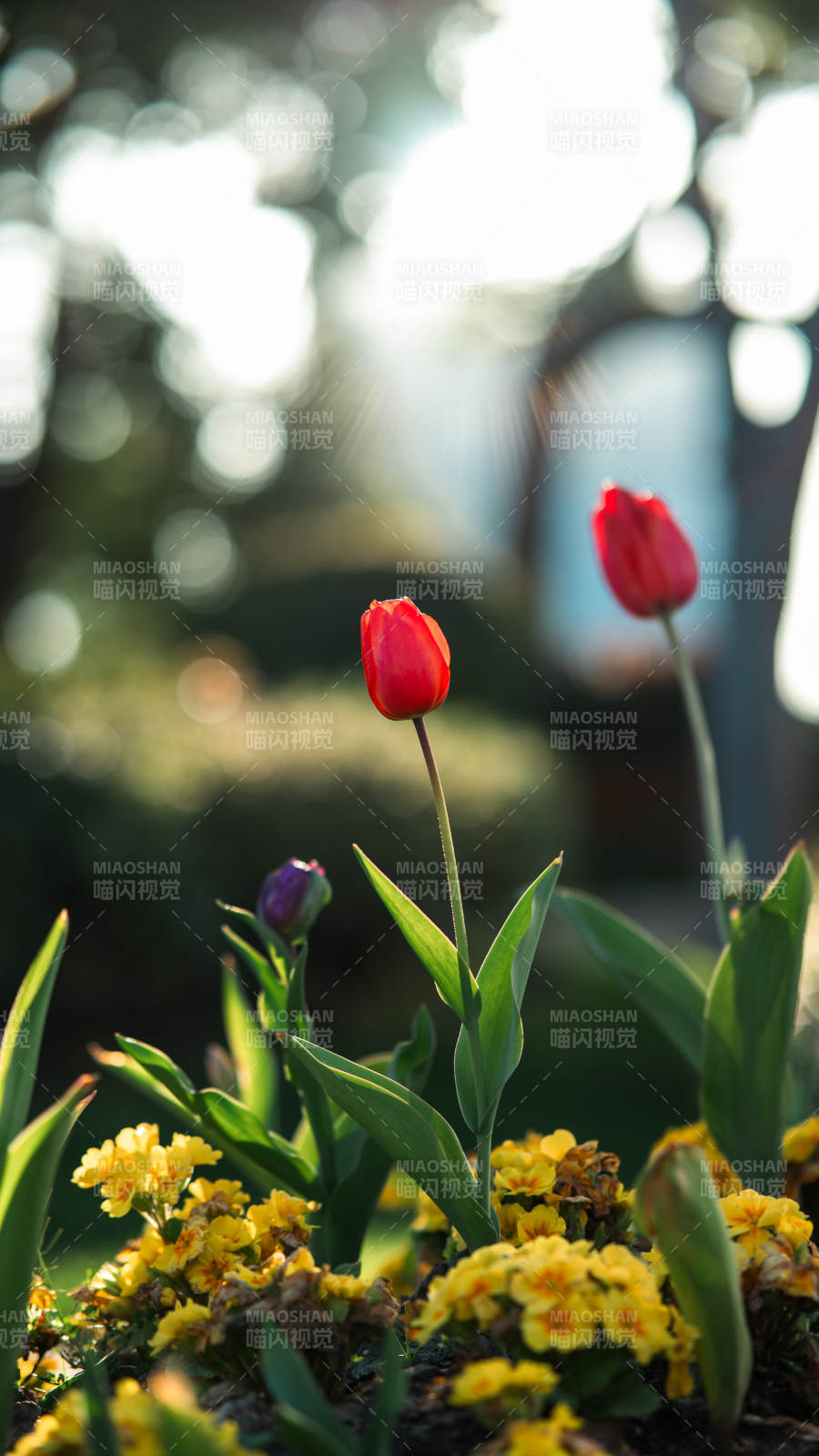 郁金香花叢中綻放