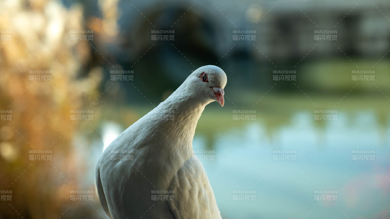 湖畔白鴿靜思圖