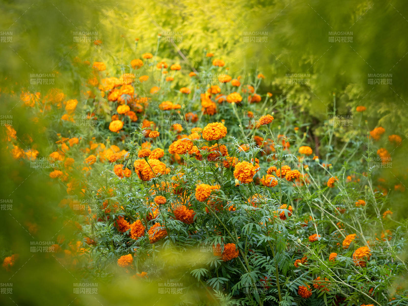 橙色萬壽菊盛開的花園