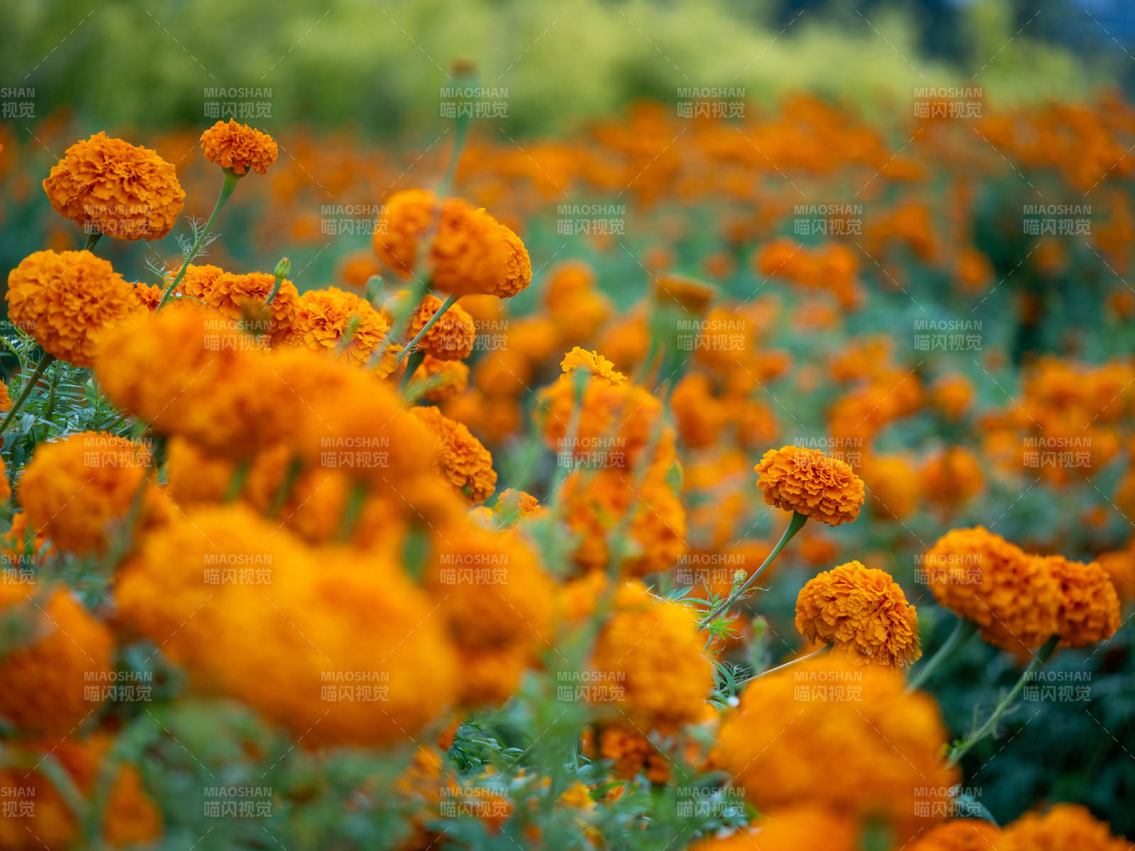 金盞花海 橙色綻放