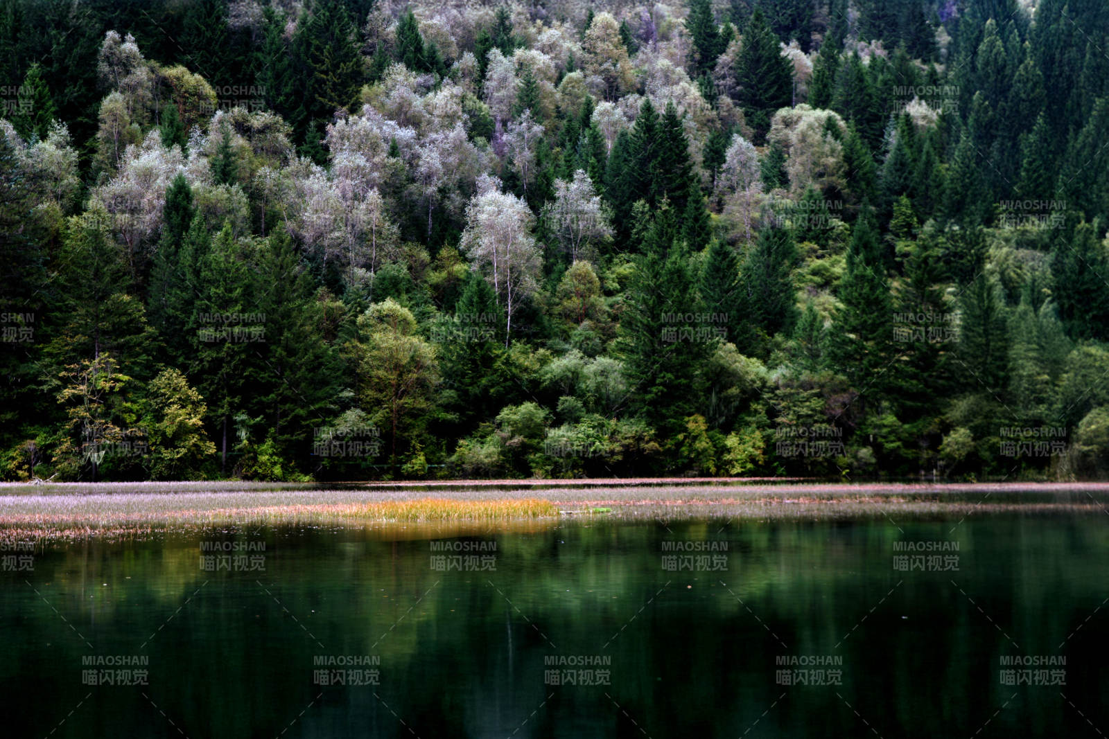 九寨溝森林倒影靜謐景致