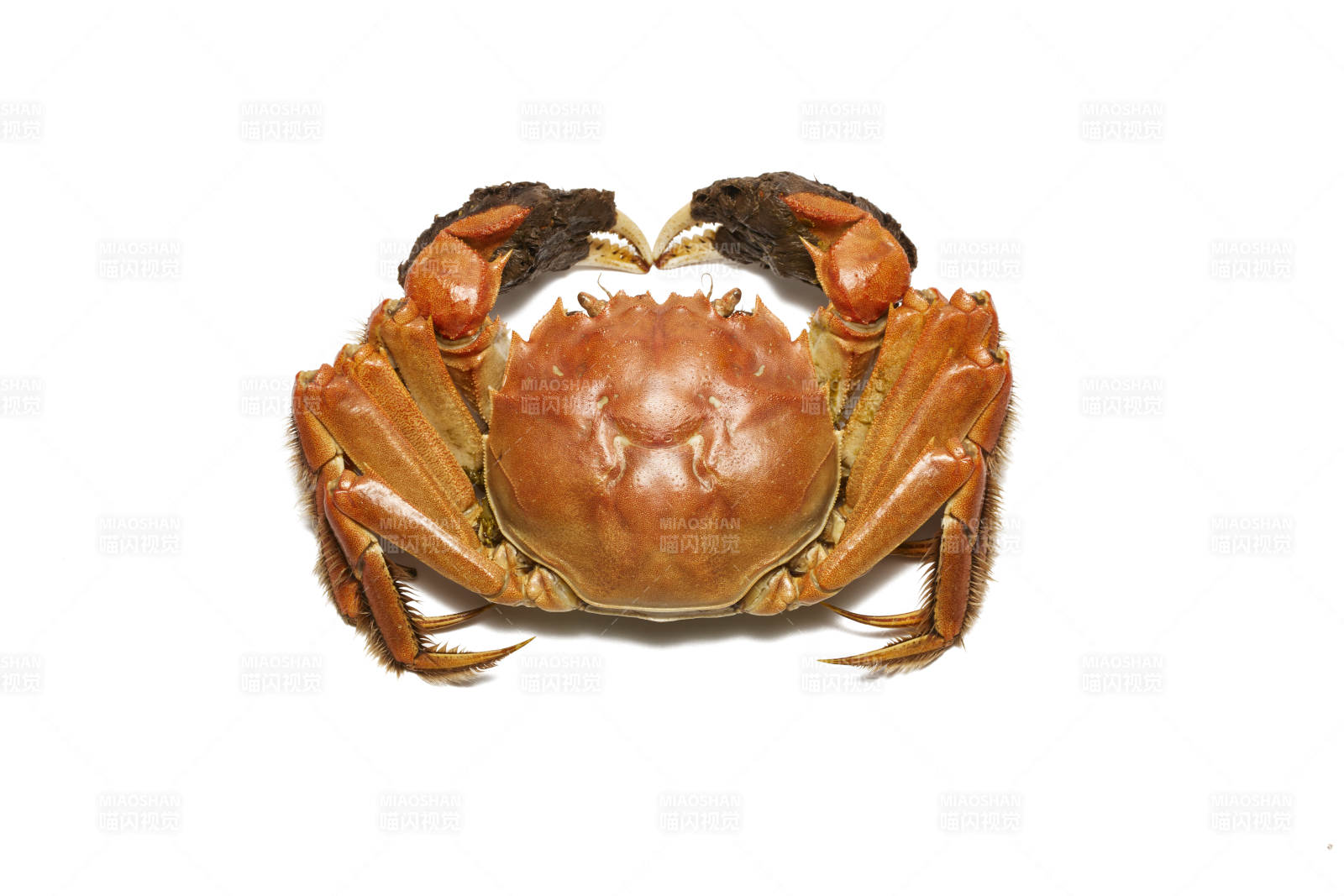 鮮美螃蟹 美味佳肴