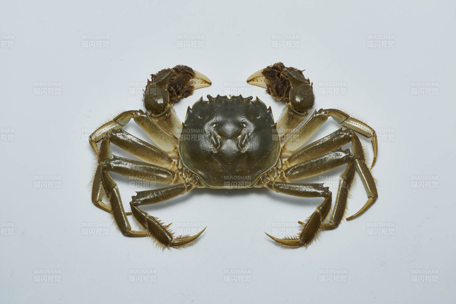 螃蟹特写