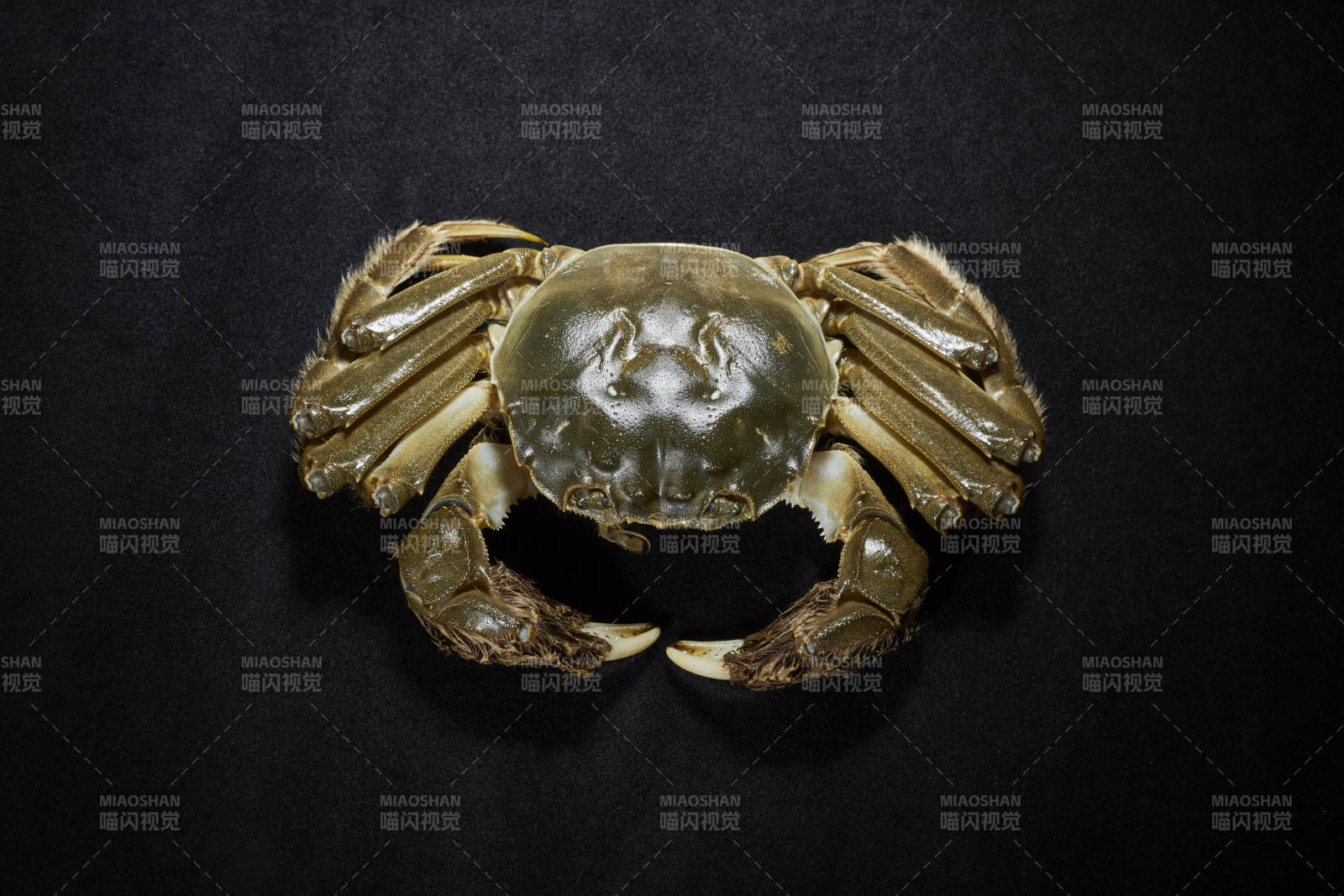 金黃色螃蟹特寫