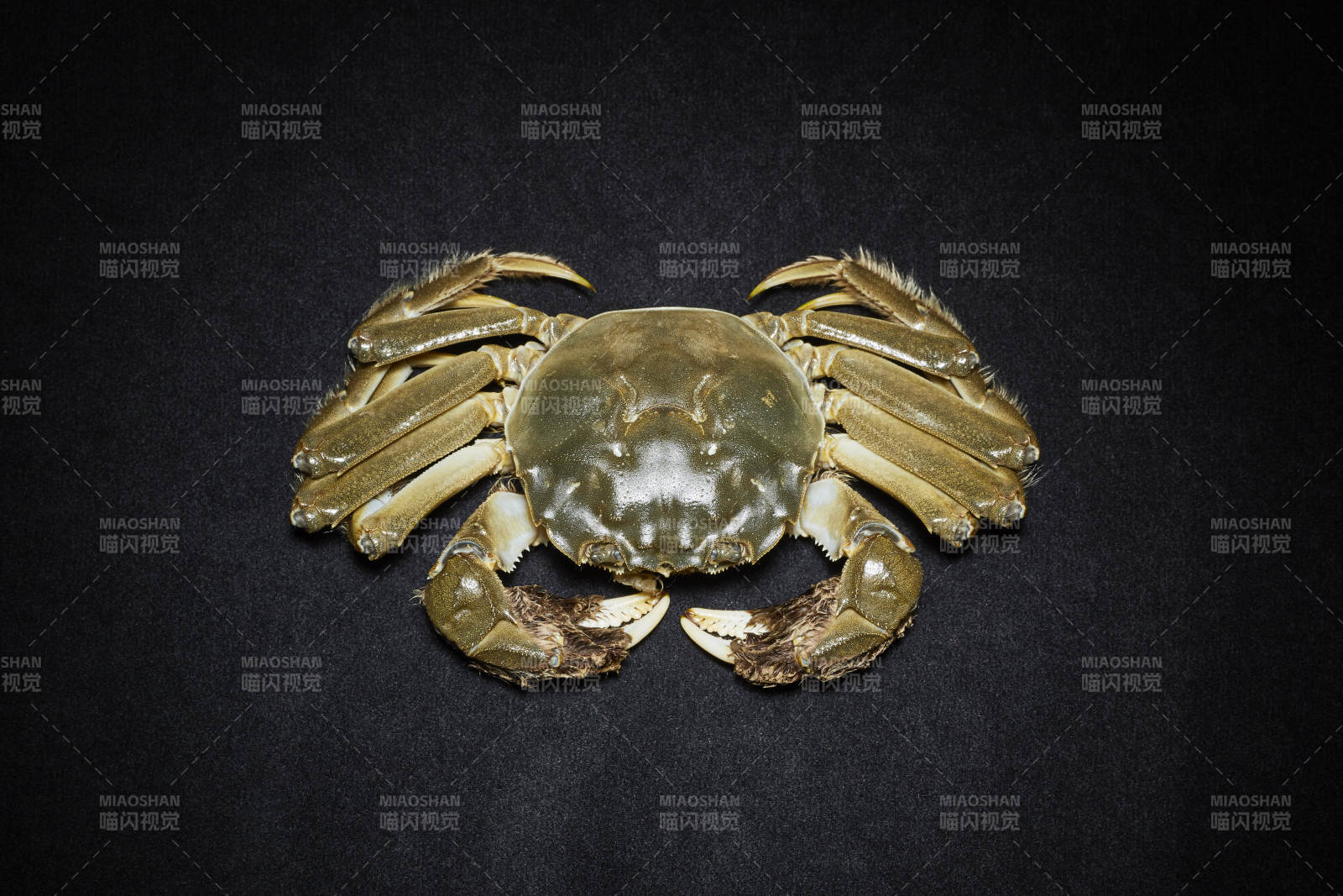 金色螃蟹特寫(xiě)