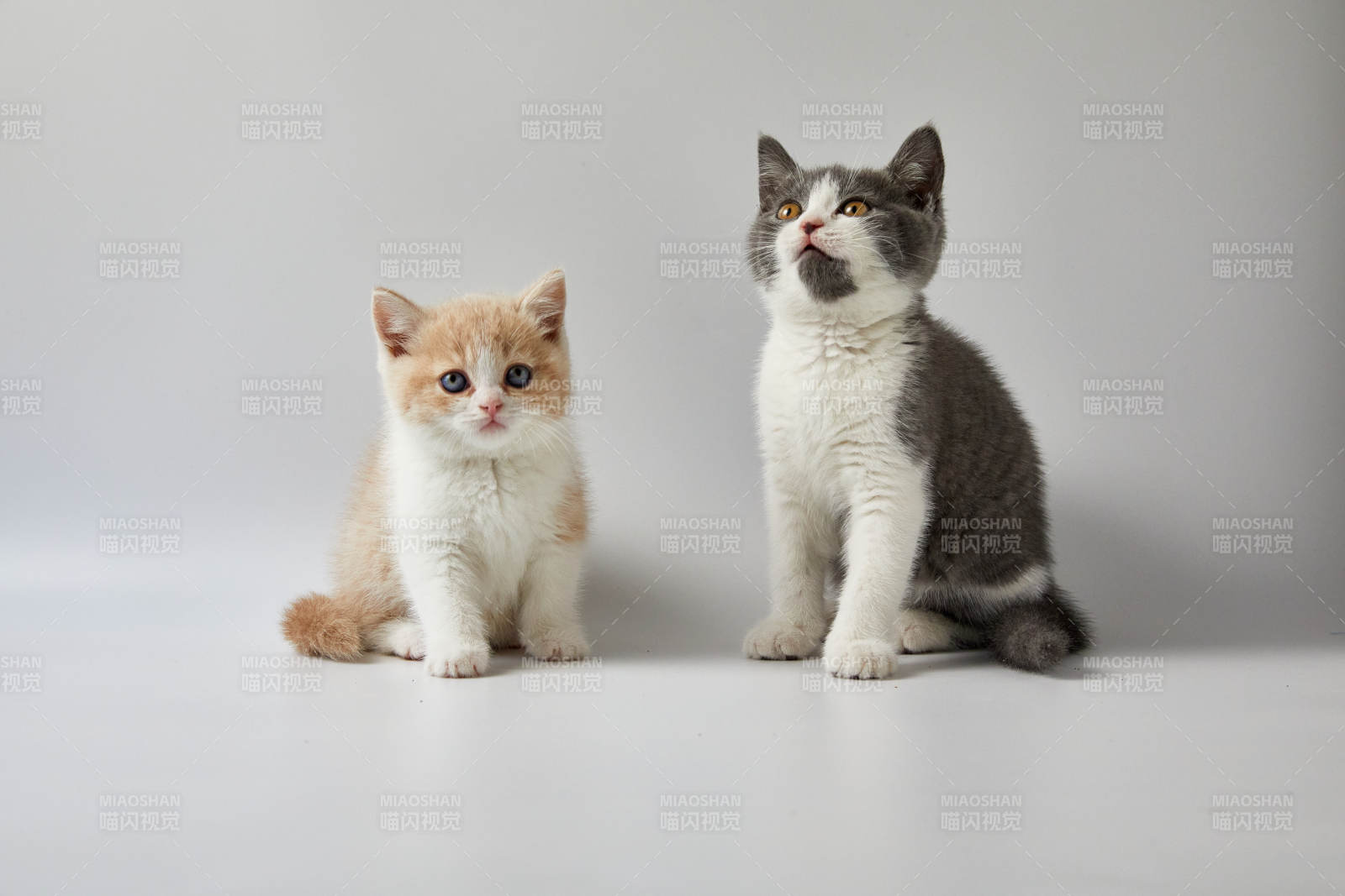 两只猫咪的温馨时光