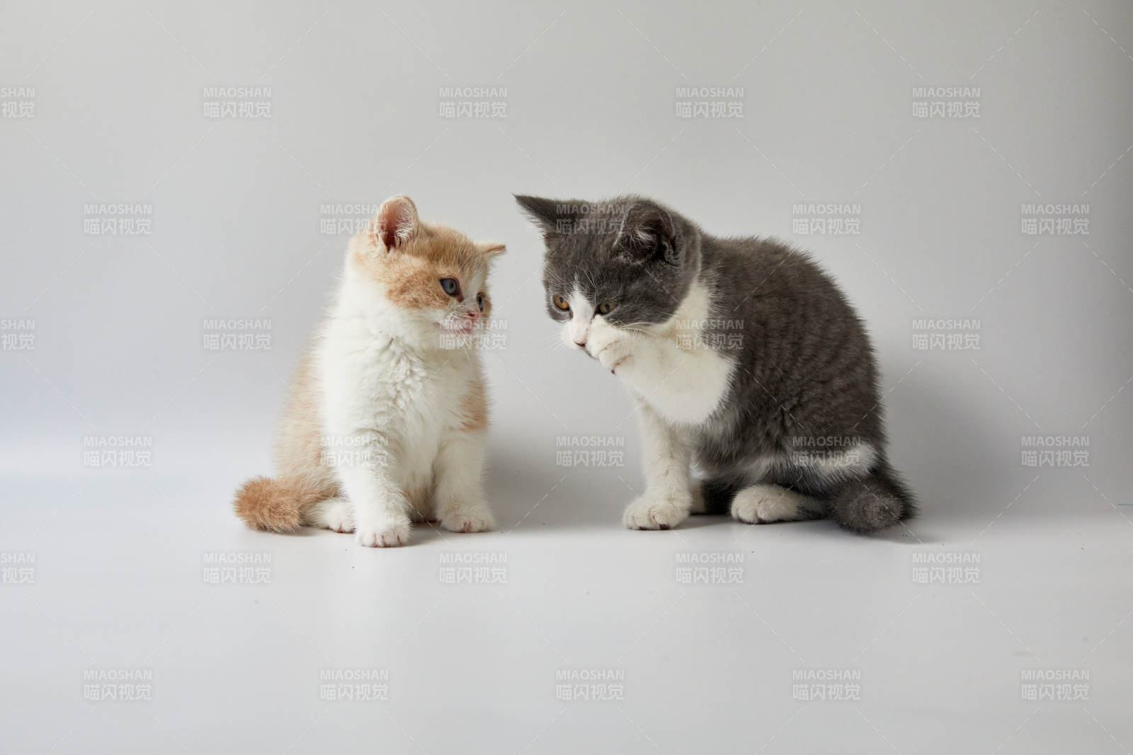 两只小猫的温馨对视