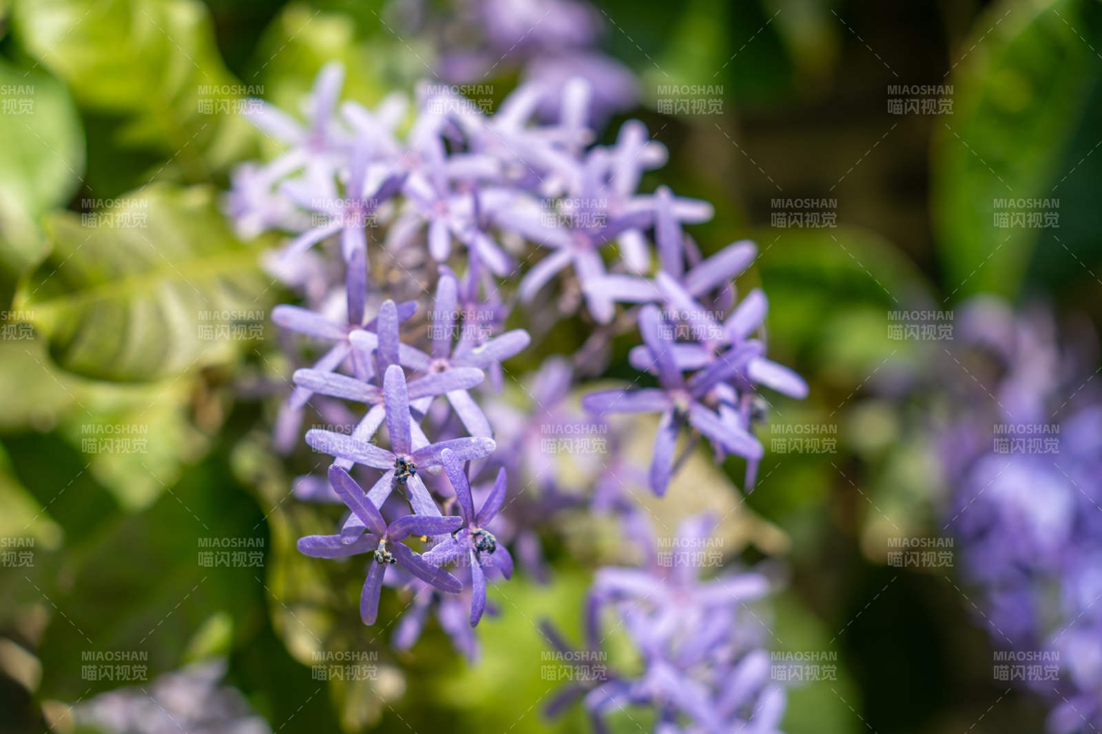 藍花藤簇擁綻放