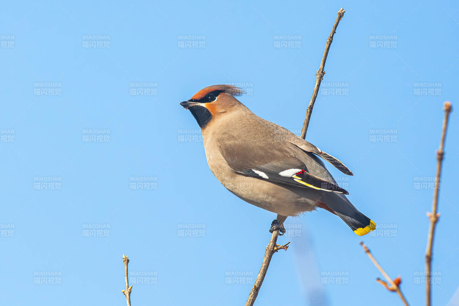 太平鳥