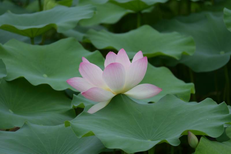 莲花绽放 绿叶相伴