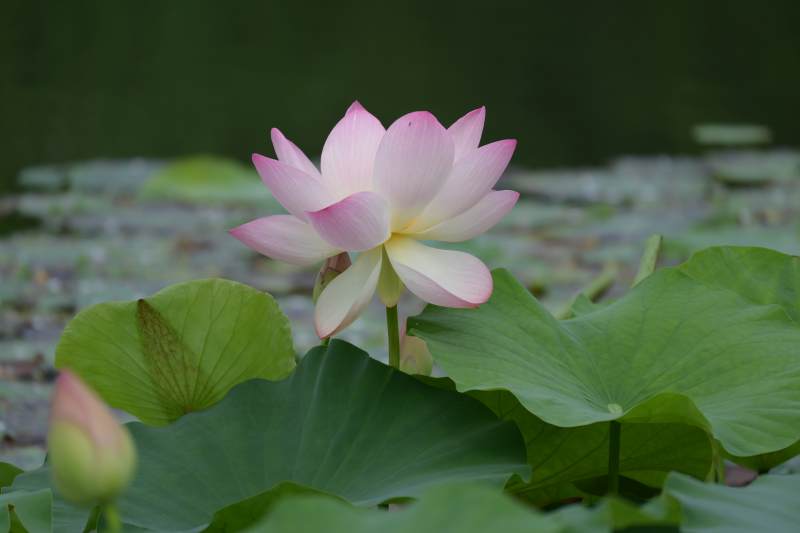池塘中的粉色莲花