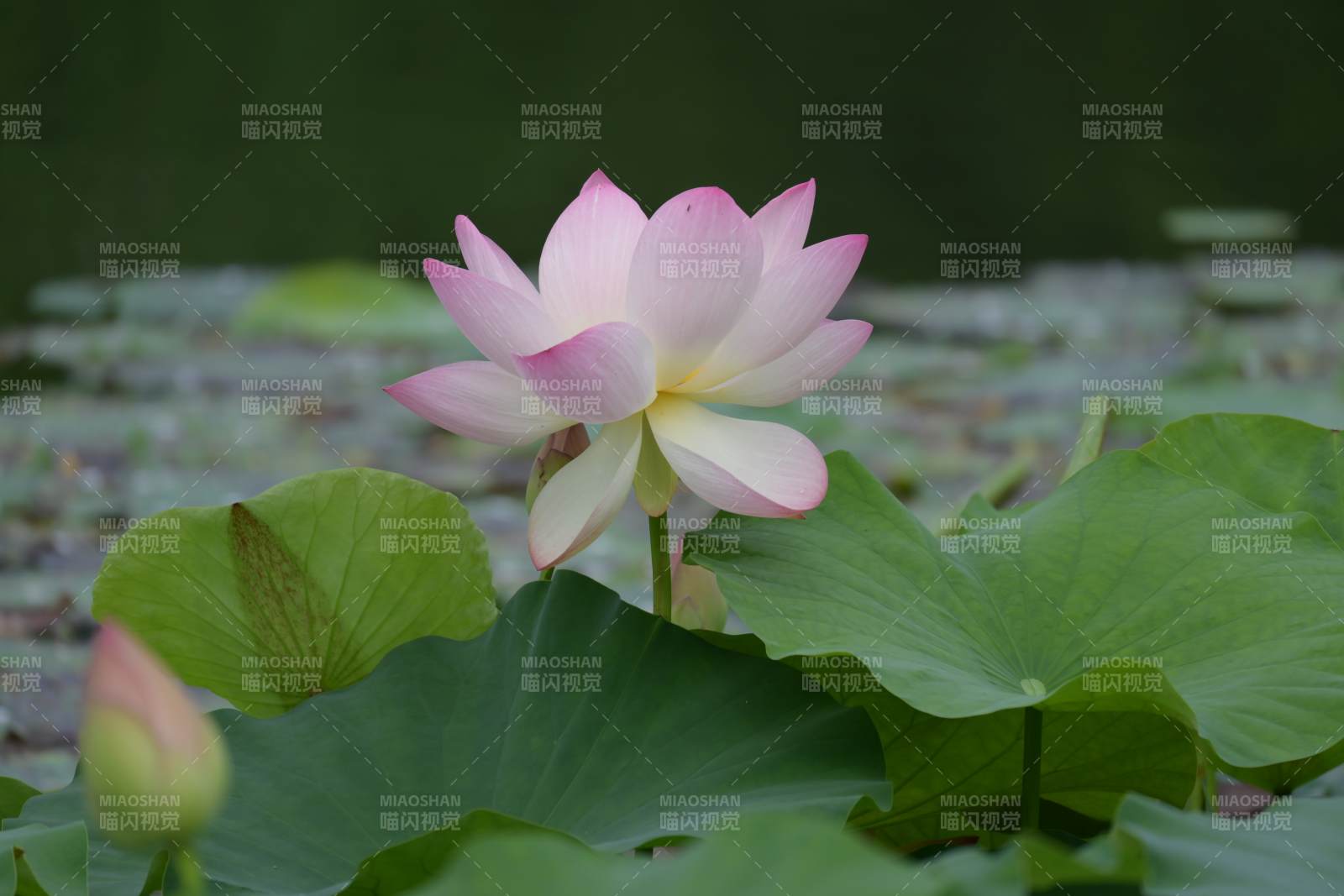 池塘中的粉色莲花