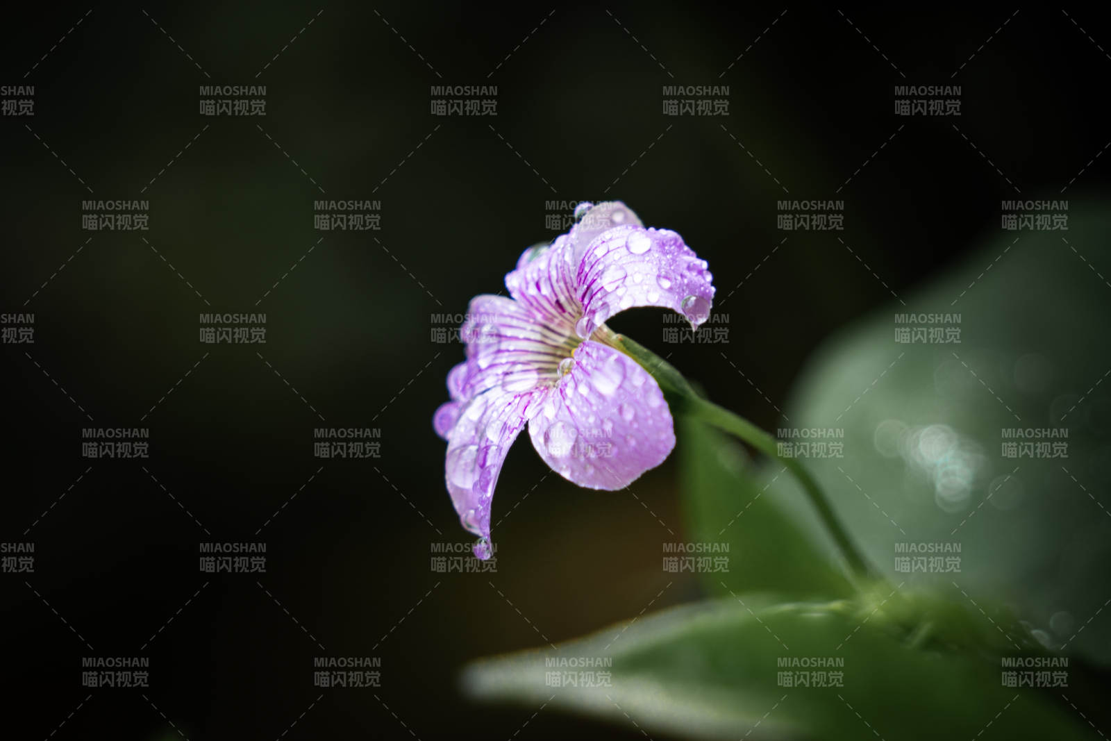 雨后紫花 清新自然
