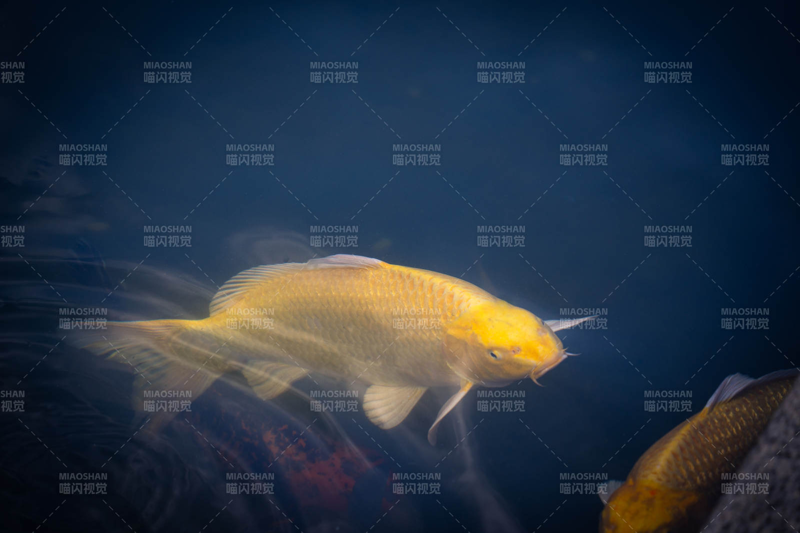 水中金魚悠然游動
