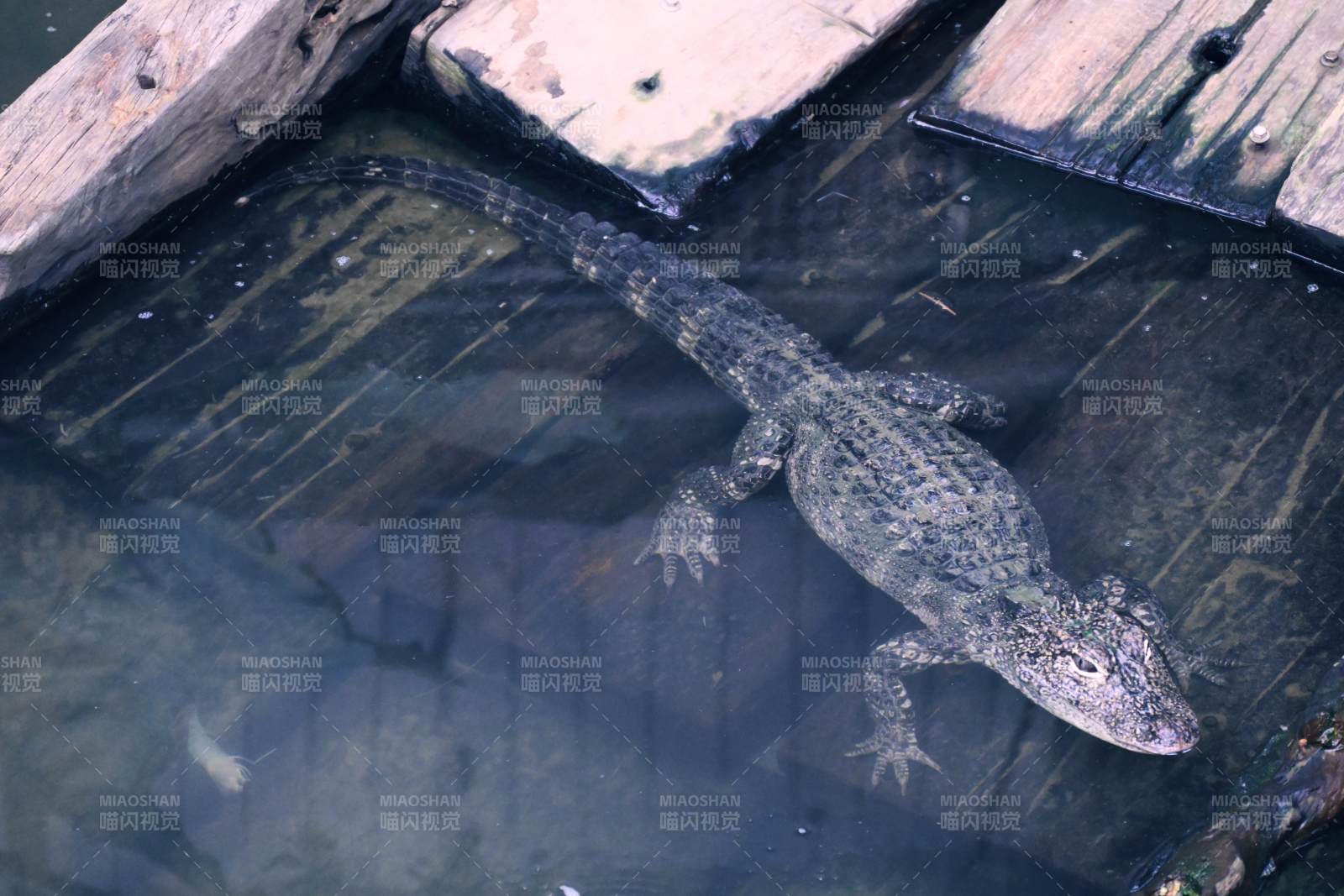 水中鱷魚靜悄悄