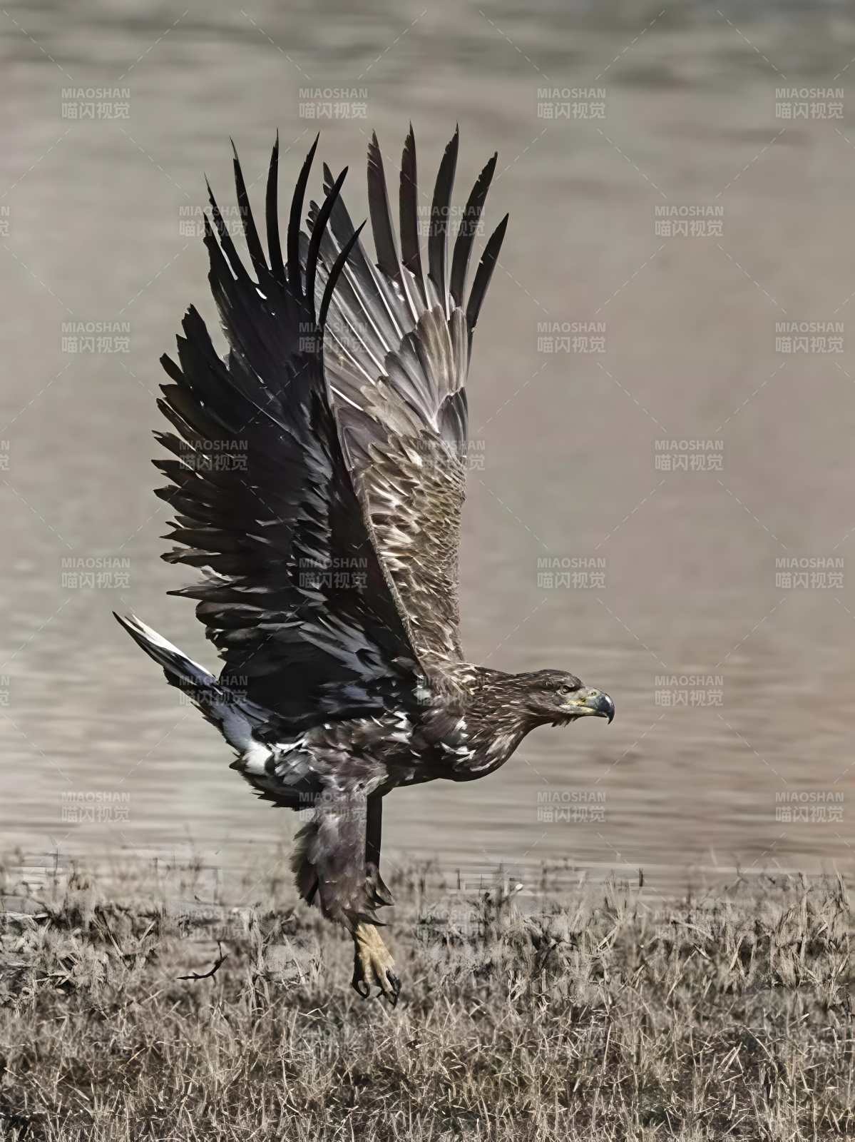 雄鷹展翅 凌空而降