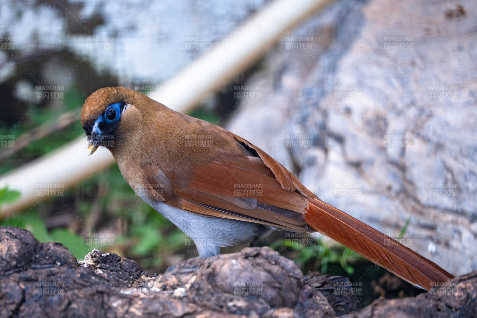 棕噪鹛棲息于巖石旁