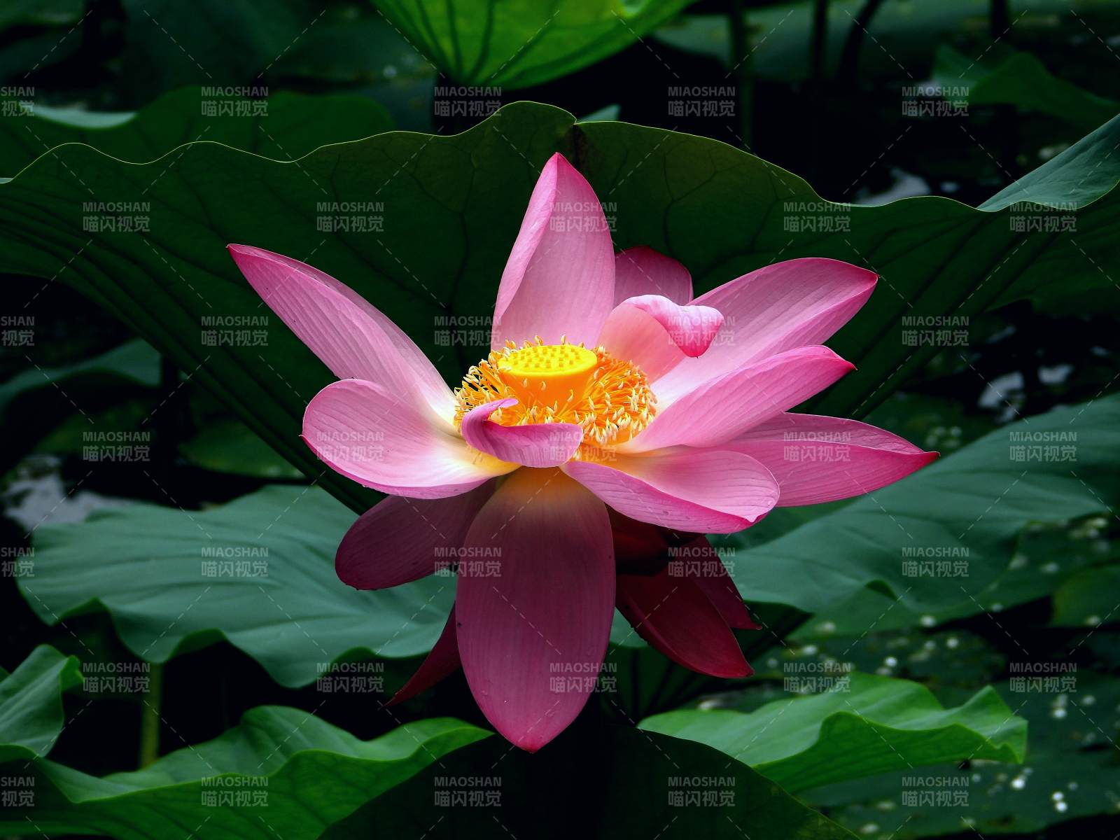粉紅蓮花綻放水中