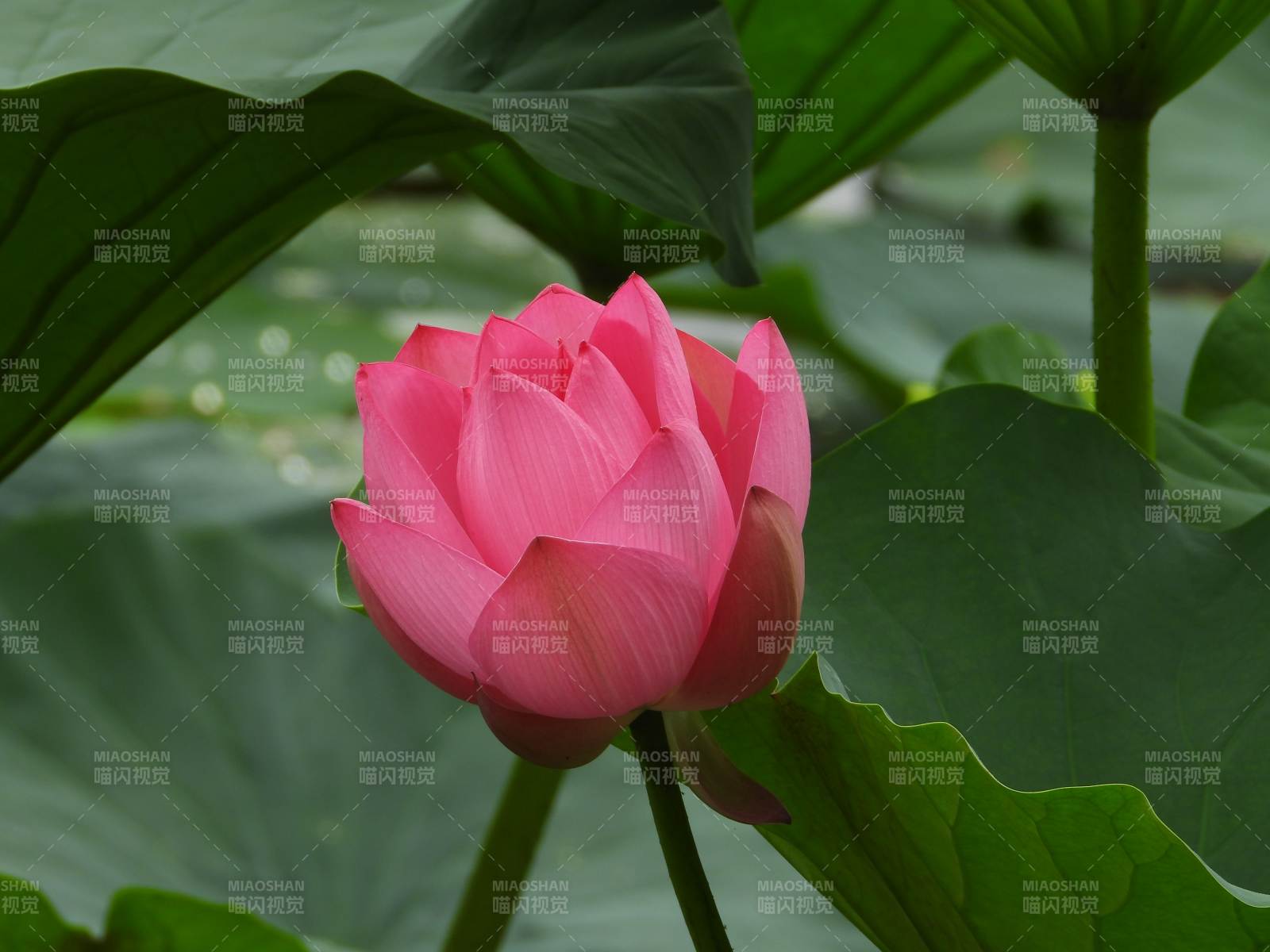 粉紅蓮花在綠葉中綻放