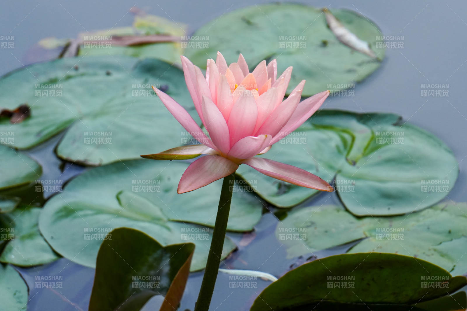 池塘中的粉色蓮花