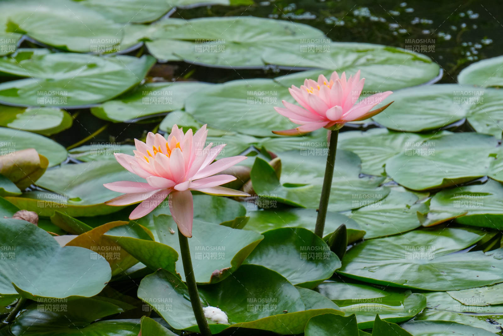 池塘中的粉色蓮花