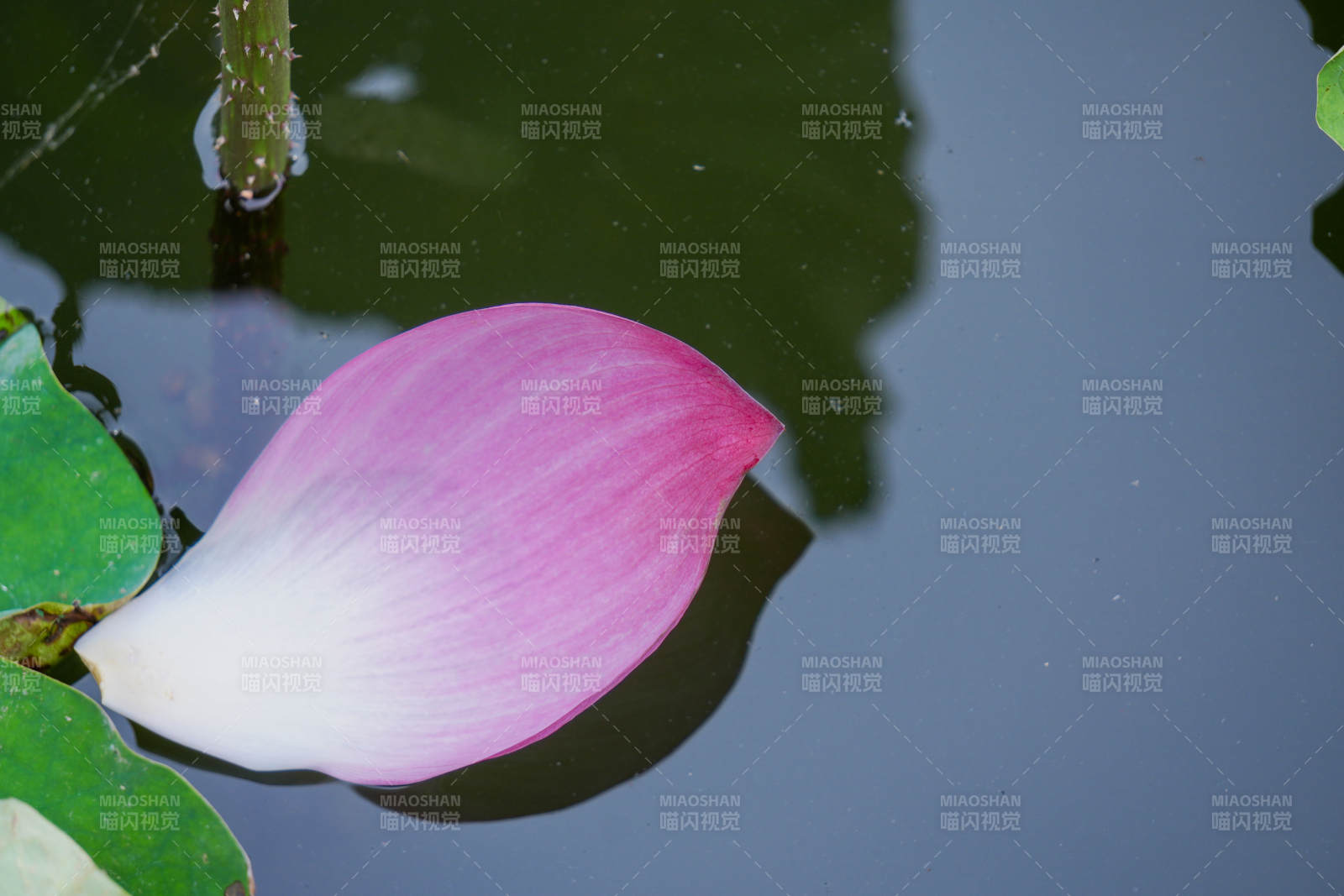 水中蓮花 粉白相映
