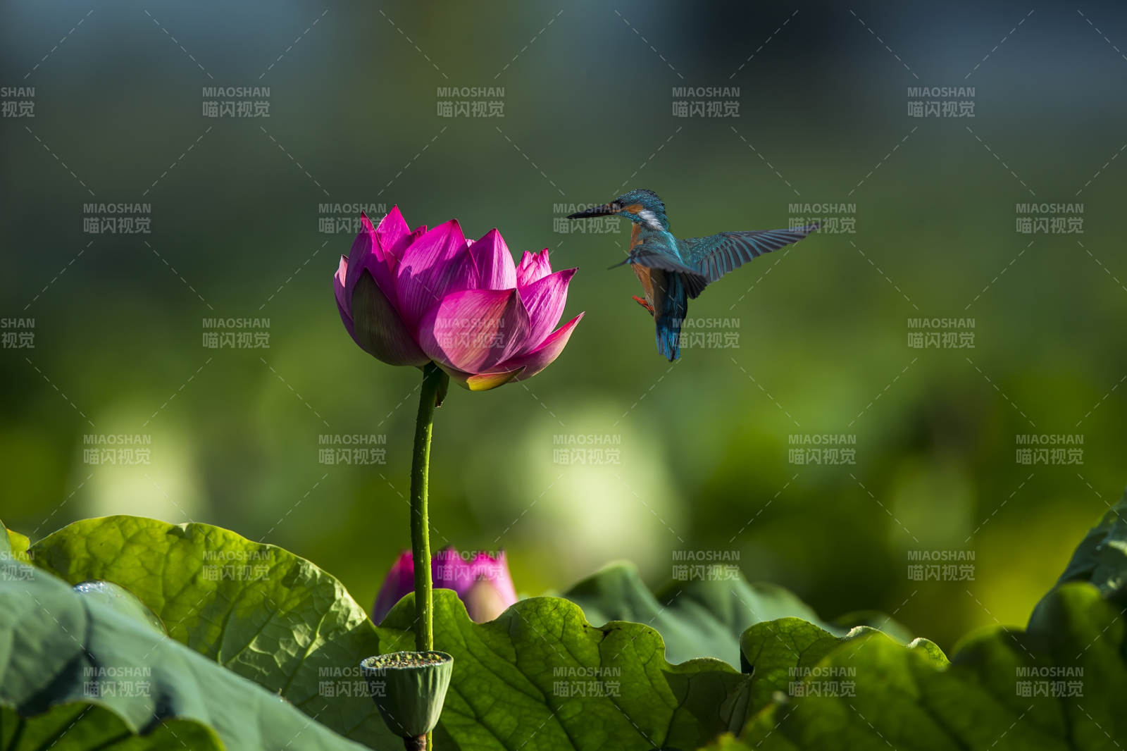 翠鳥飛舞 蓮花綻放