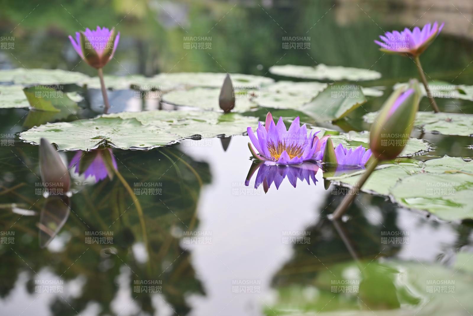 池塘中的紫色蓮花