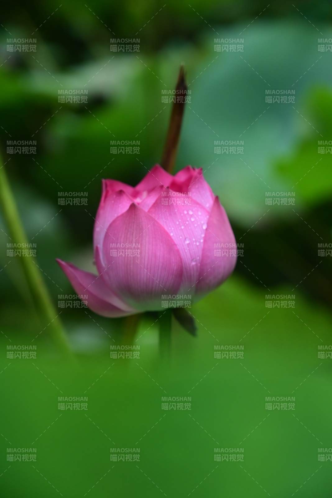 含苞待放的粉色蓮花