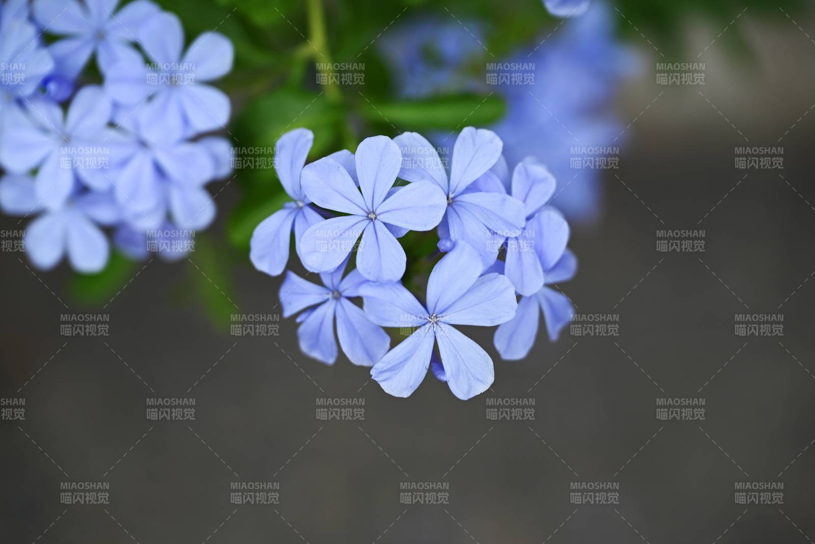 淡雅藍(lán)雪花