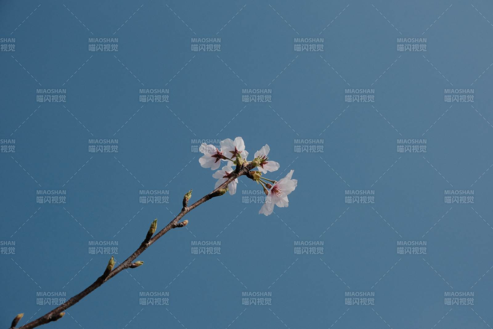 藍(lán)天下的櫻花枝頭