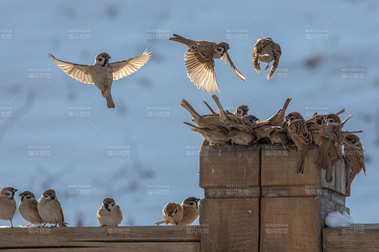 群鳥棲息 展翅飛翔