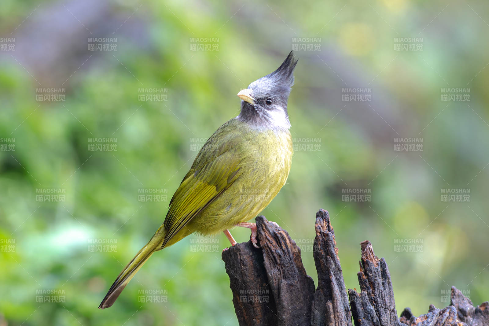 鳳頭雀嘴鵯