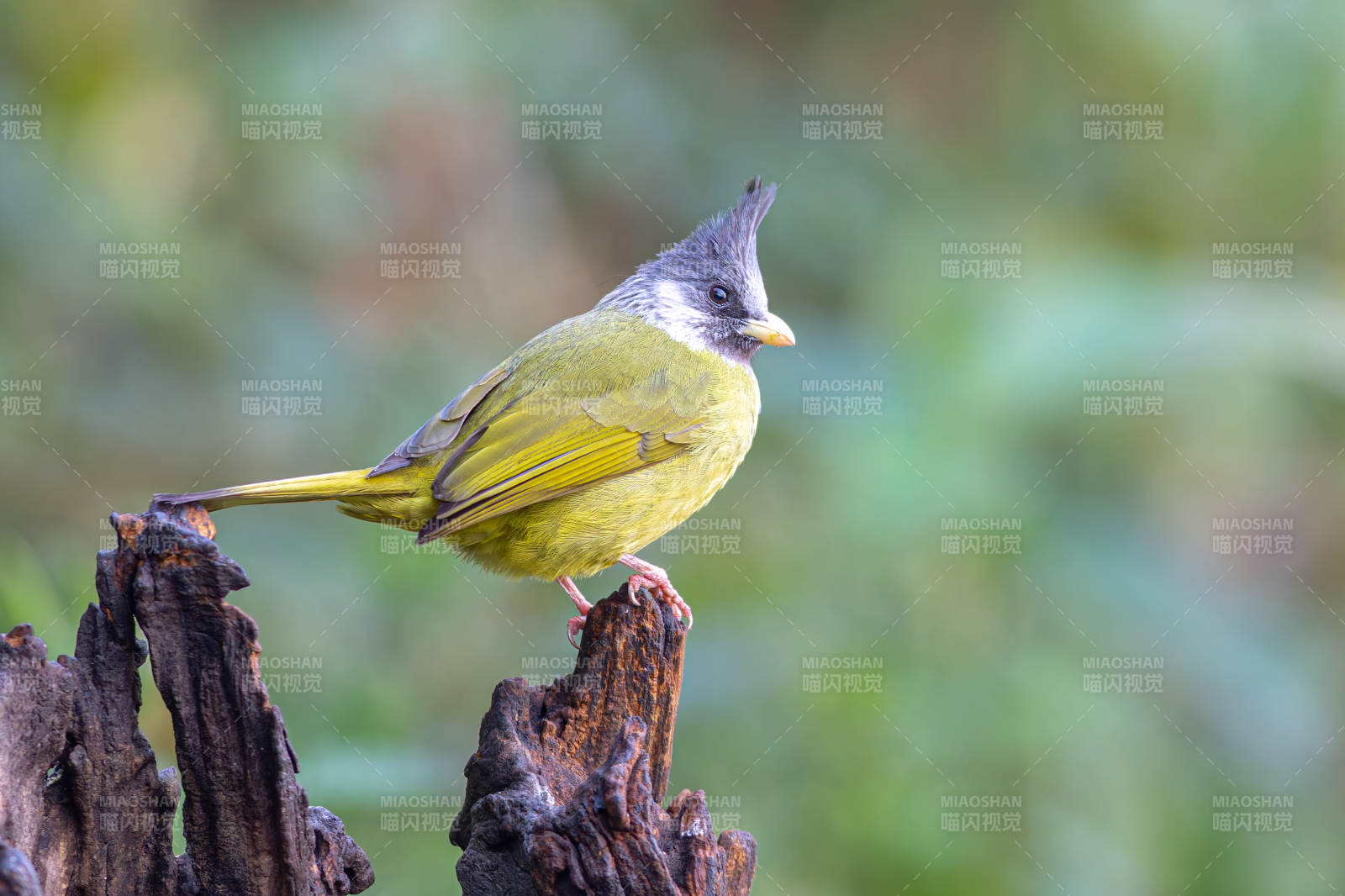 鳳頭雀嘴鵯