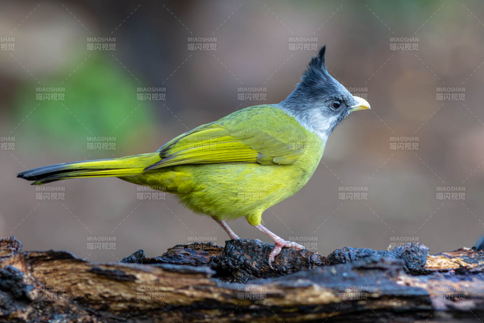 鳳頭雀嘴鵯