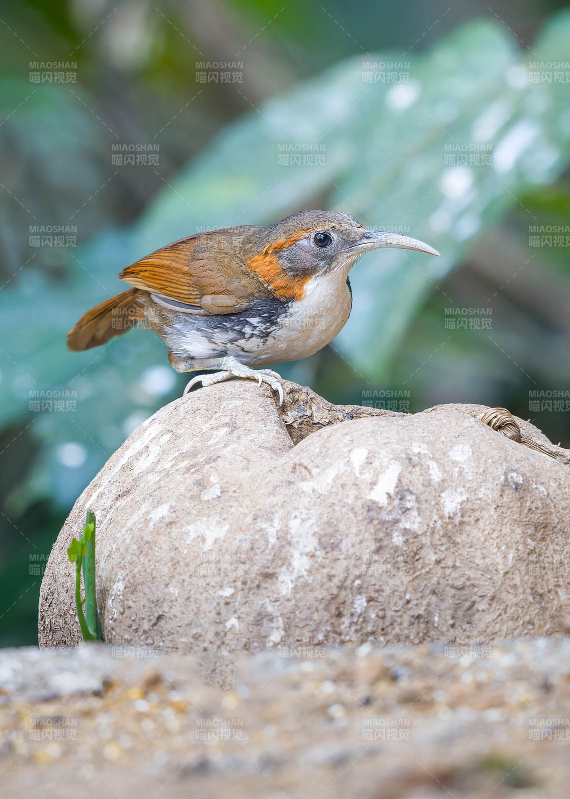鳥兒棲息于巖石之上