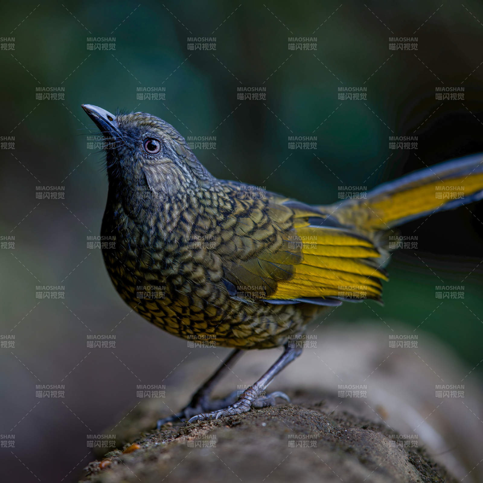 黃翅鳥棲息于巖石上 純色噪鹛 犀鳥谷