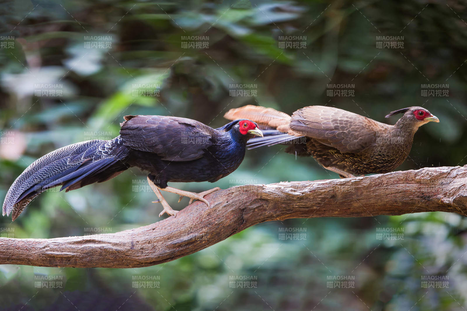 林間鳥兒棲枝頭 黒鷴 國(guó)家一級(jí)保護(hù)動(dòng)物