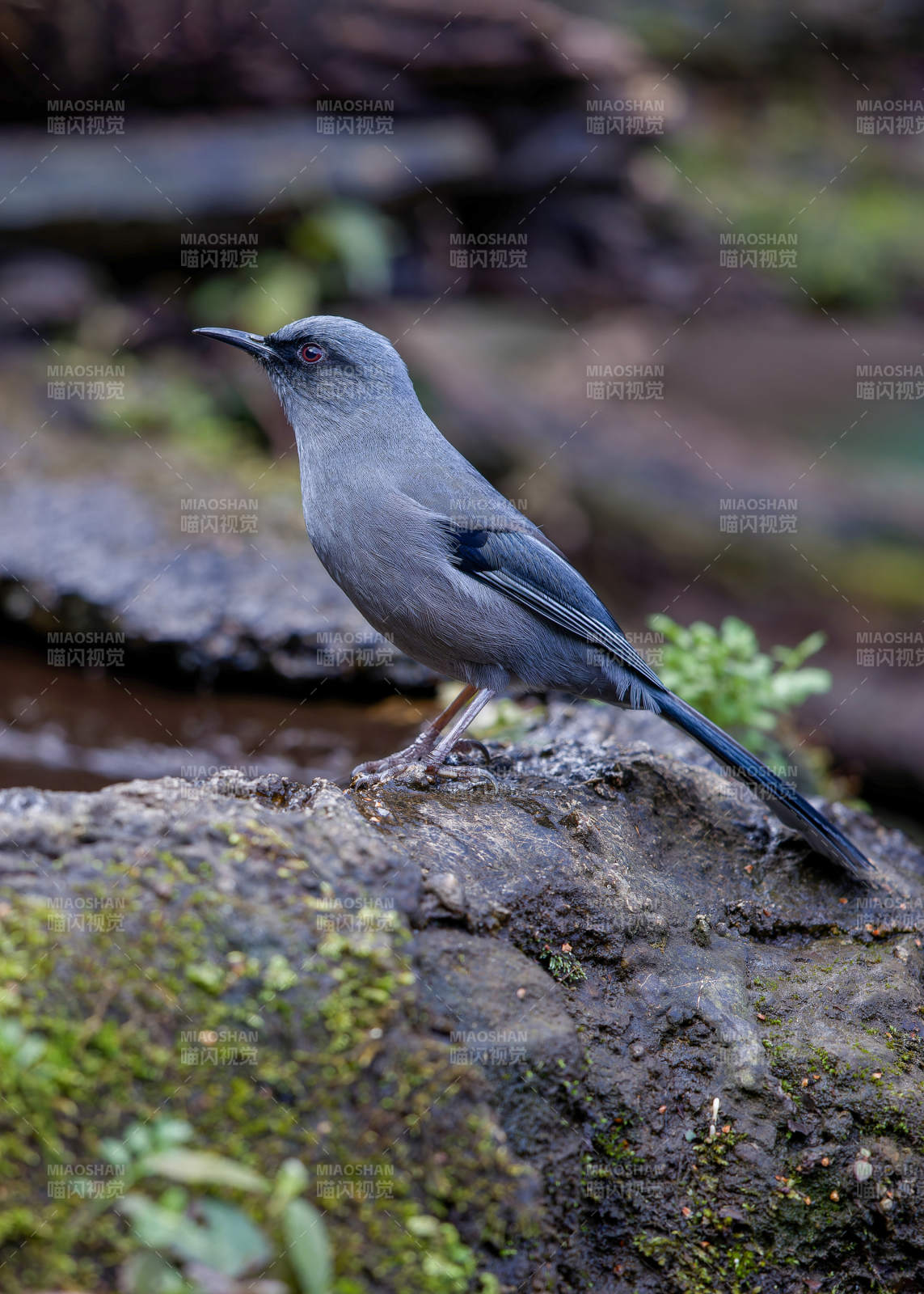 巖石上的灰鳥靜立 麗色奇鹛，騰沖猴橋