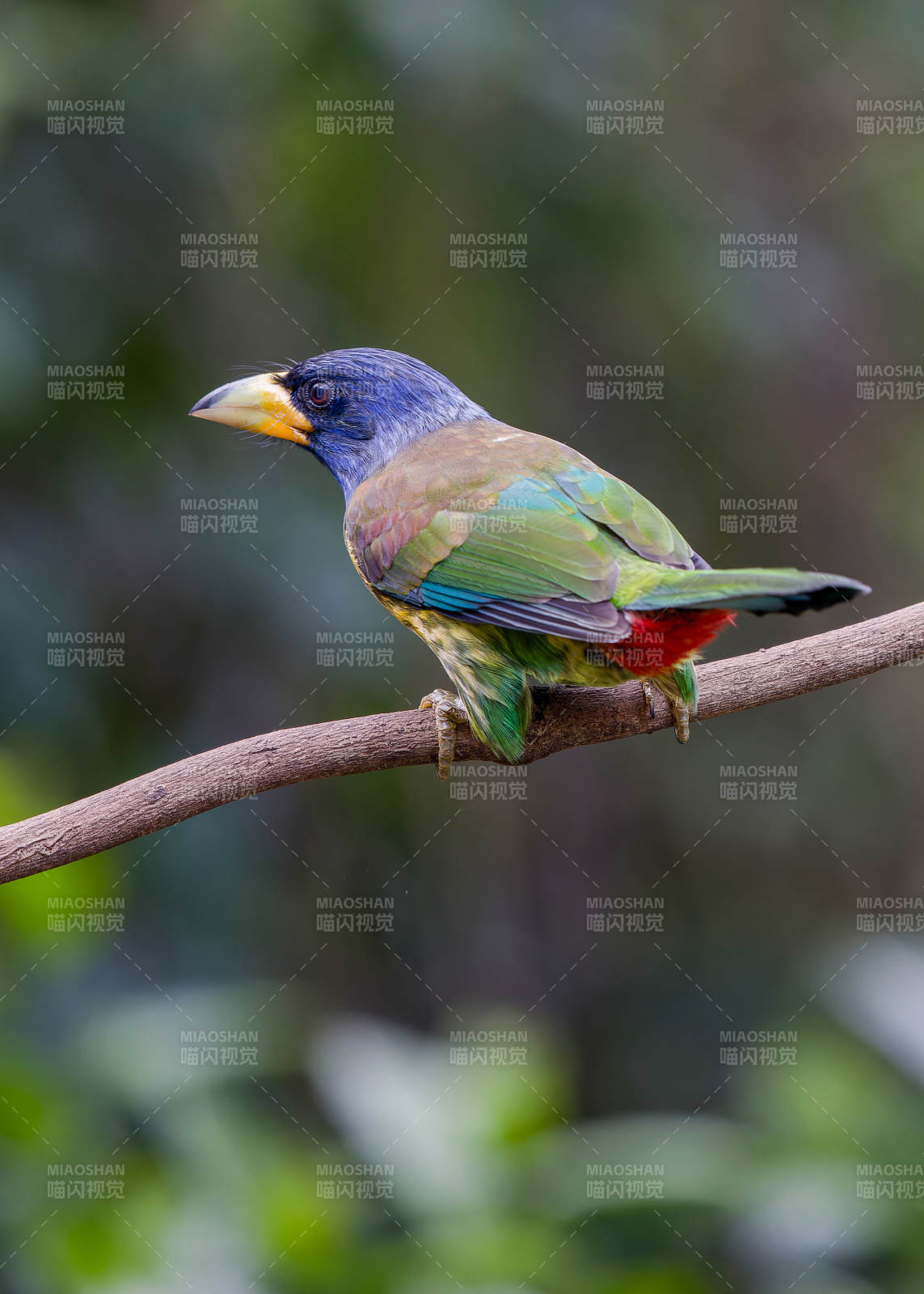 色彩斑斕的鳥兒棲枝頭
