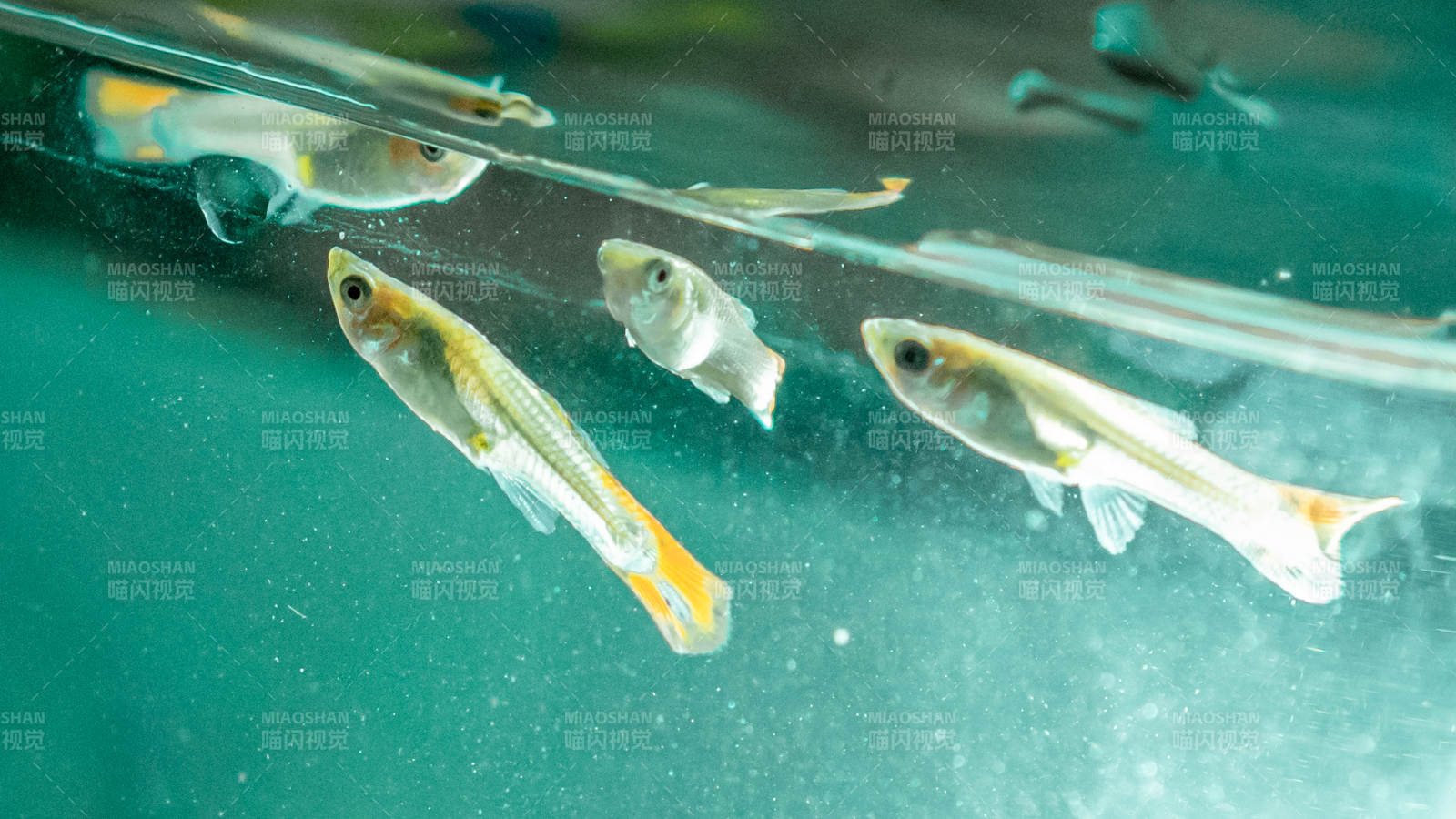 水族箱中的小魚游動
