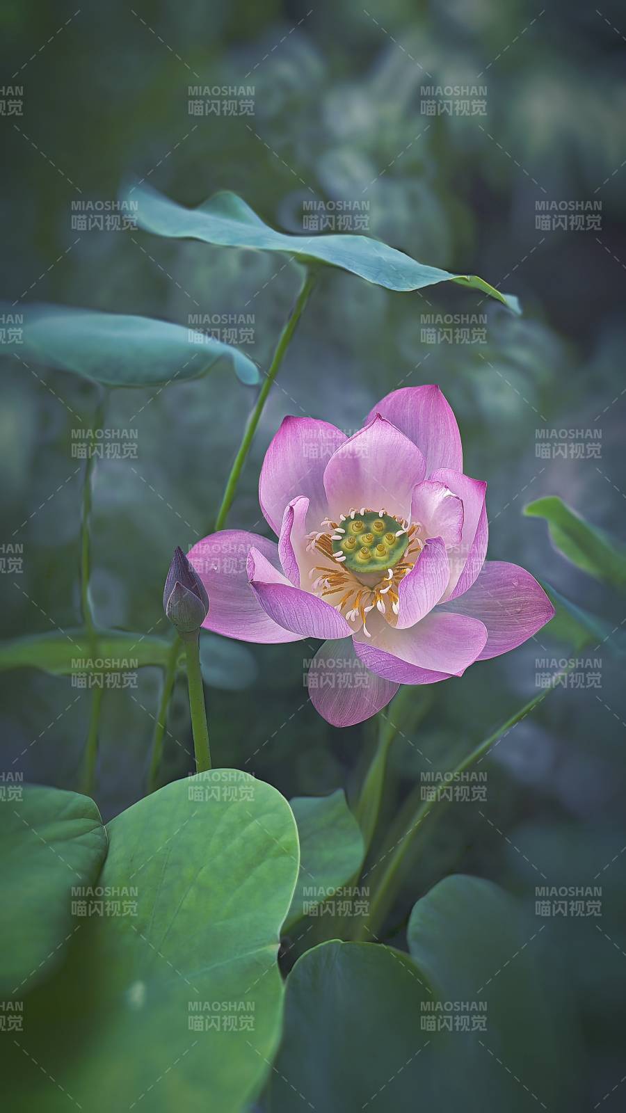 粉色蓮花靜謐綻放